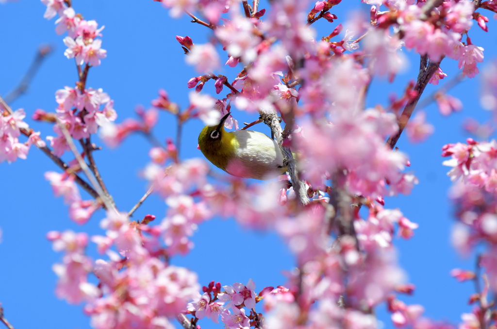 オカメを吸蜜