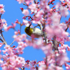 オカメを吸蜜
