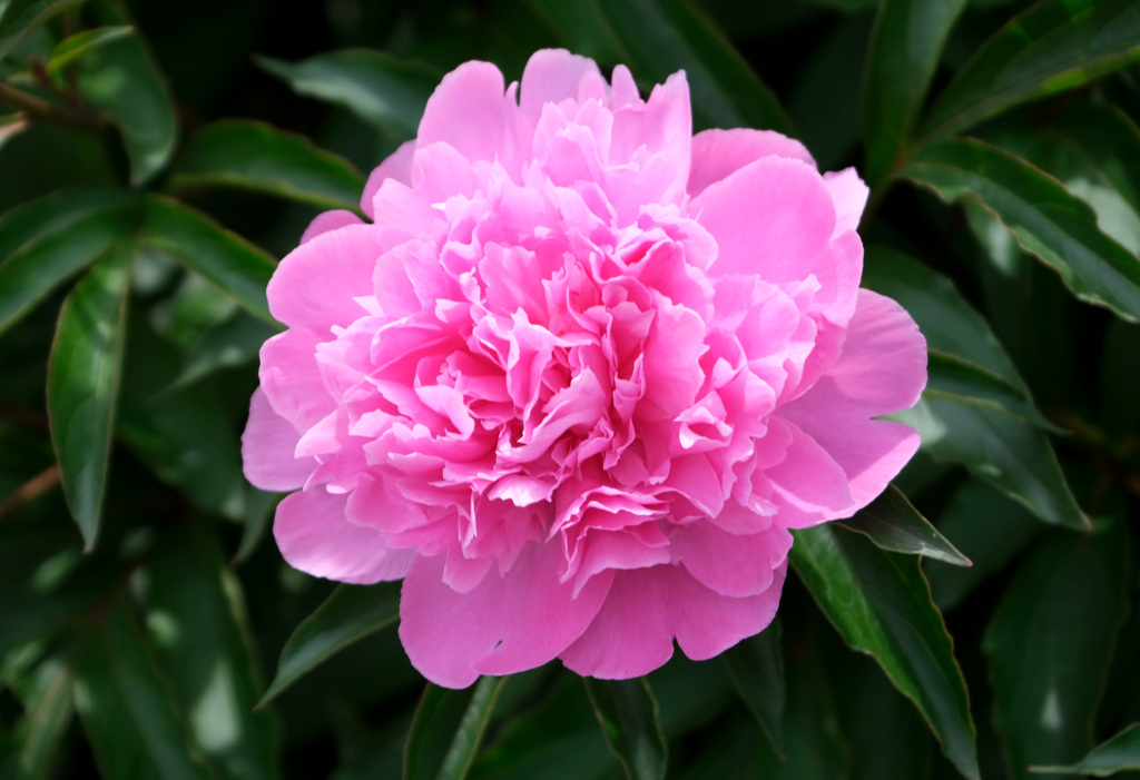 紫芙蓉