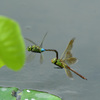 つながって飛ぶ