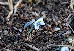 節分には節分草