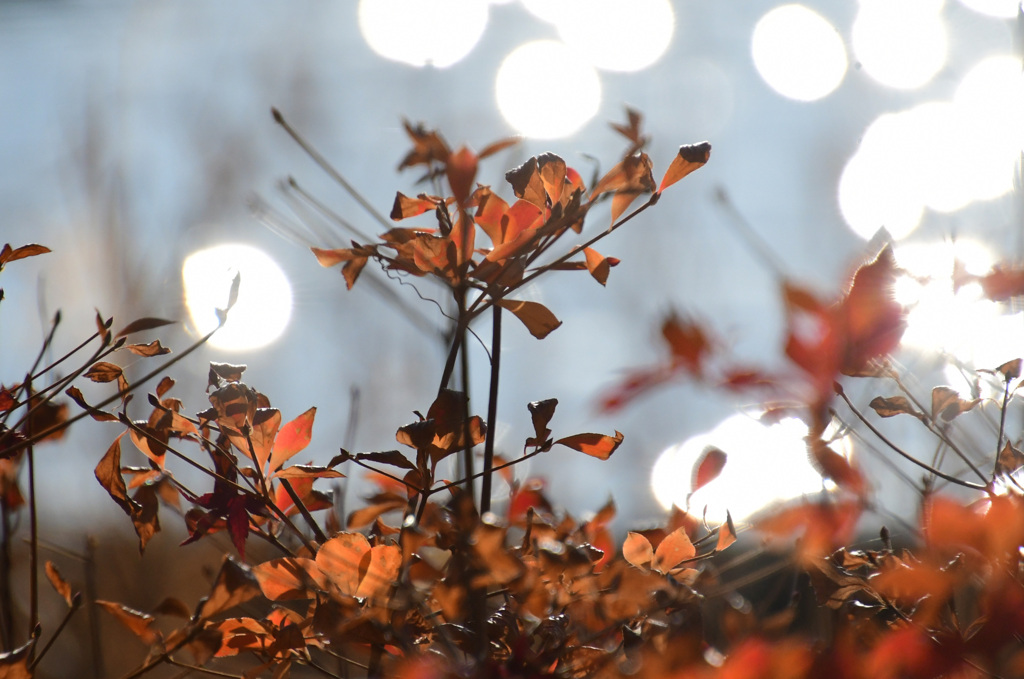 名残の満天星躑躅