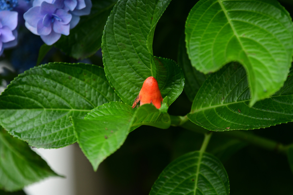 タコと紫陽花