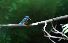 カワセミ幼鳥発見
