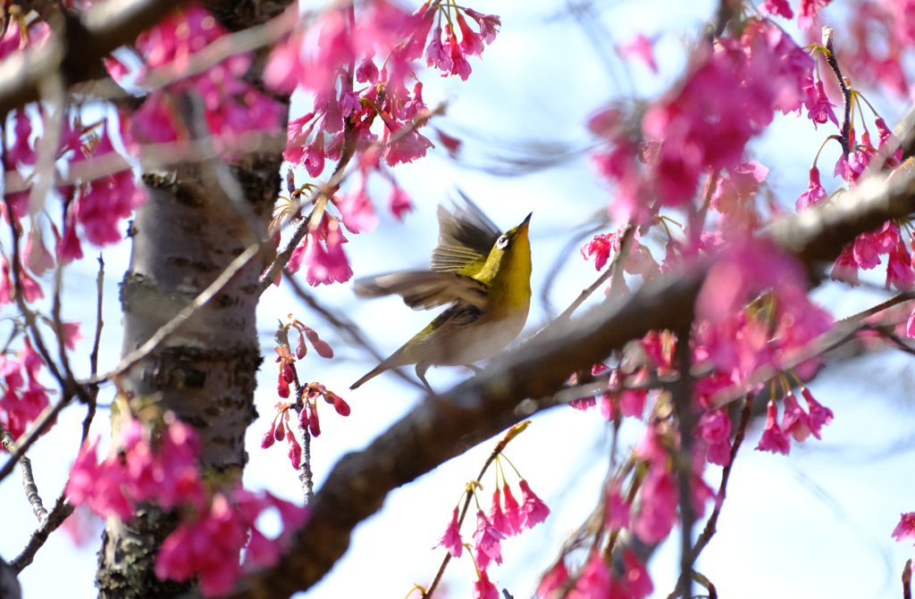 寒緋桜にメジロ飛ぶ