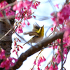 寒緋桜にメジロ飛ぶ