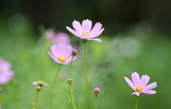 秋桜の詩（うた）