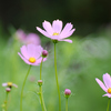秋桜の詩（うた）