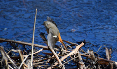 ジョビコ現れる