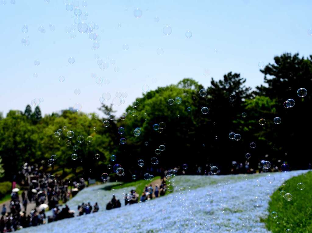 5月ネモフィラシャボン玉