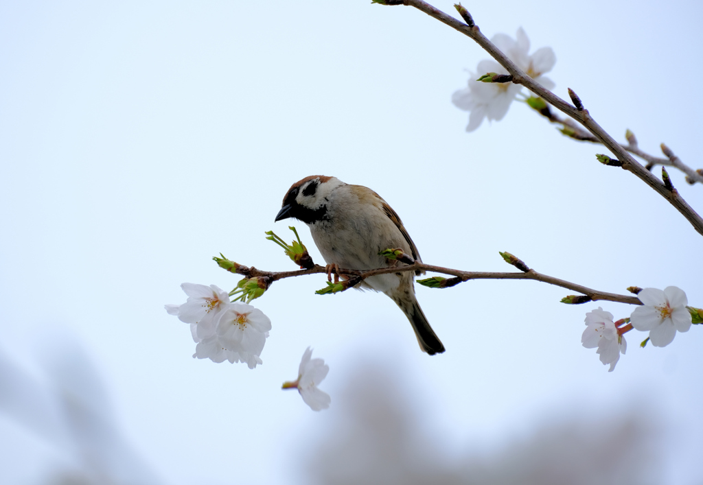 雀の盗蜜現場 (4)