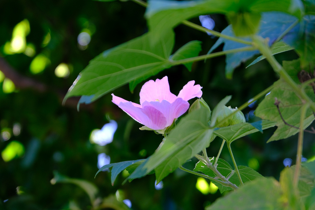 芙蓉ぽつんと