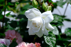 白薔薇１