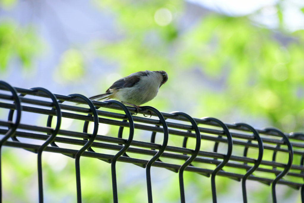 あれ？ママじゃないよね？