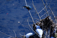小さくてもおいしい