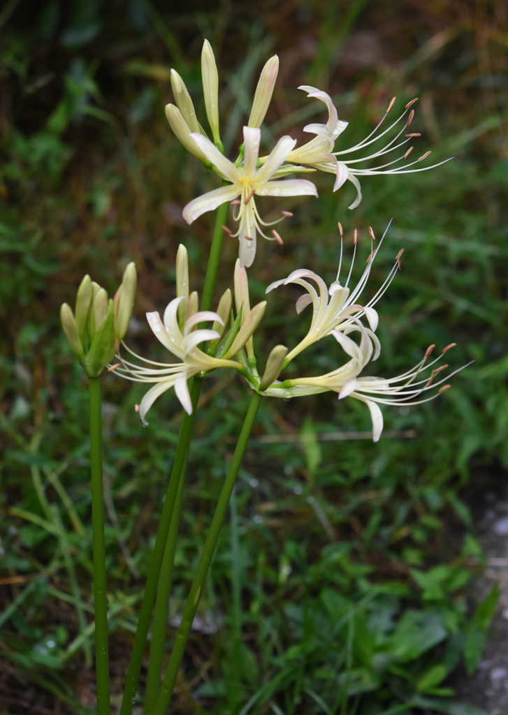 9月29日白花3つ開花