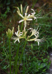 9月29日白花3つ開花