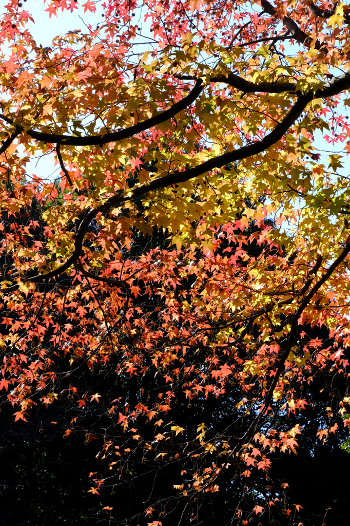 モミジバフウの紅葉