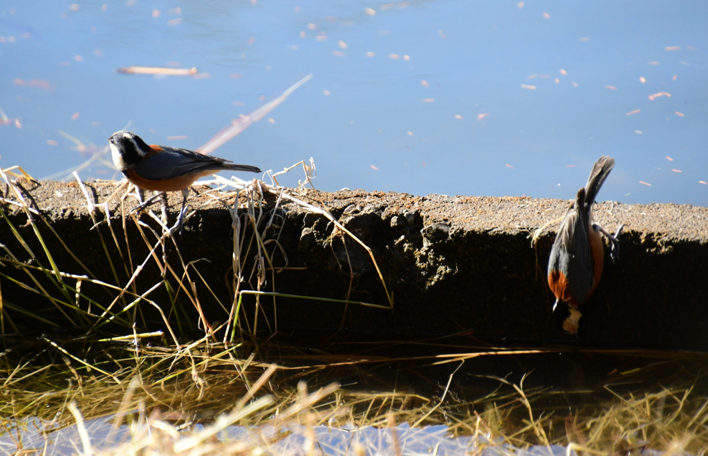 二羽で水飲み