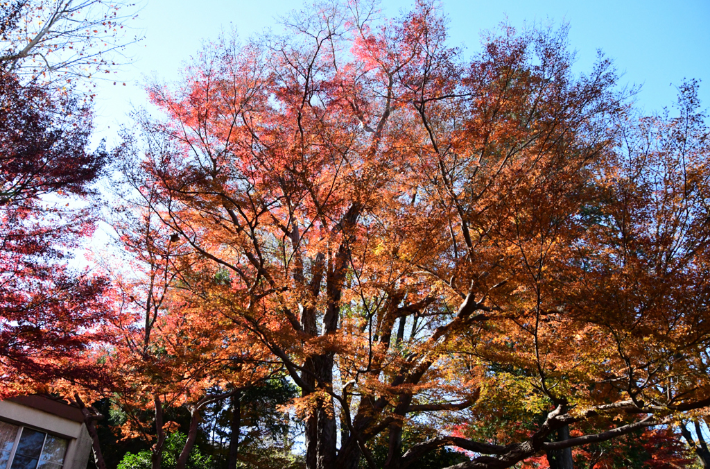 大きい紅葉