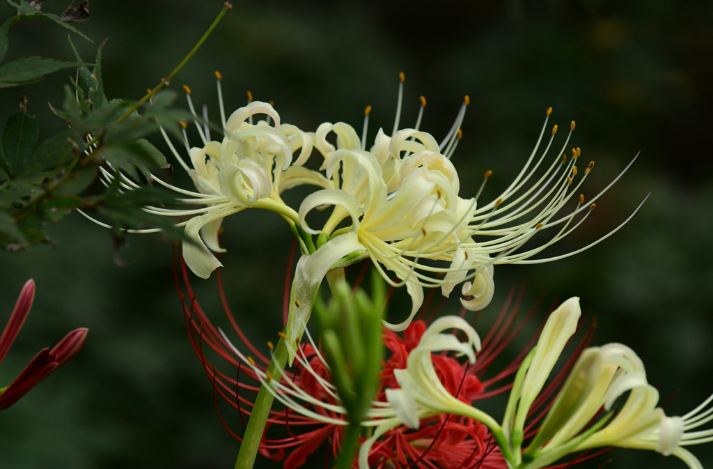 紅白花合戦