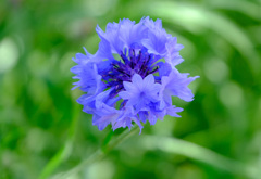 花の様子