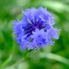 花の様子