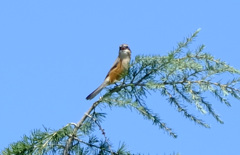 モズの高鳴き１