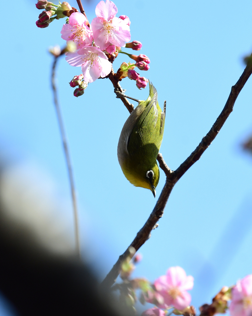 さかさメジロン
