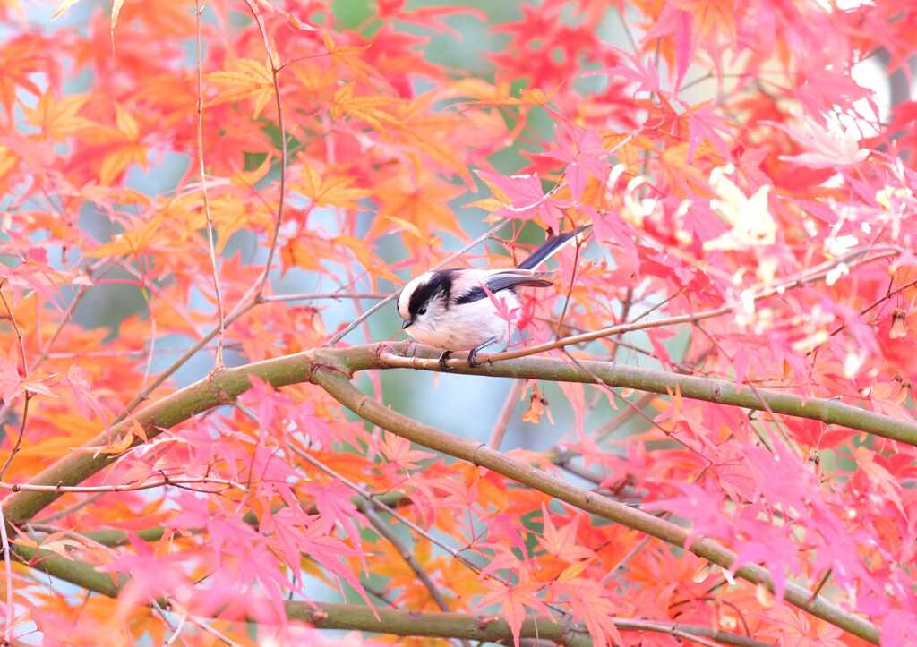 12月紅葉エナガ