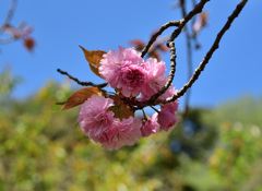 関山