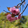 関山