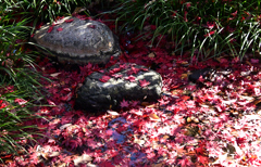 散り紅葉