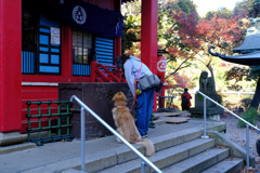 お参りわんわん