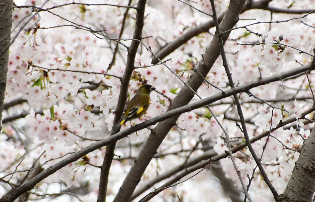 桜カワラヒワ
