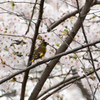桜カワラヒワ