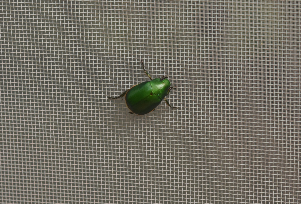 網戸にはりついて