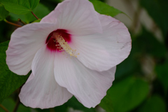 タイタンビカス白