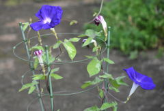 ４日二輪開花