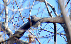 こちらの木へ移動