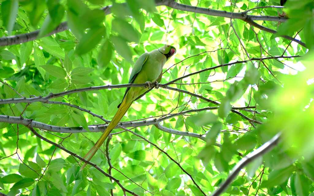 【参考】 ワカケホンセイインコオス