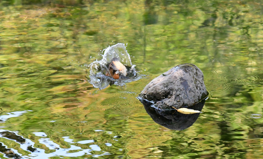 カワセミの水浴び (1)