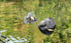 カワセミの水浴び (1)