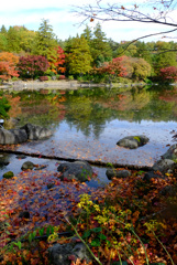 ツワブキと散紅葉