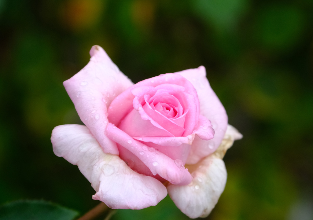 ティニーグレイス（日）