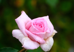 ティニーグレイス（日）