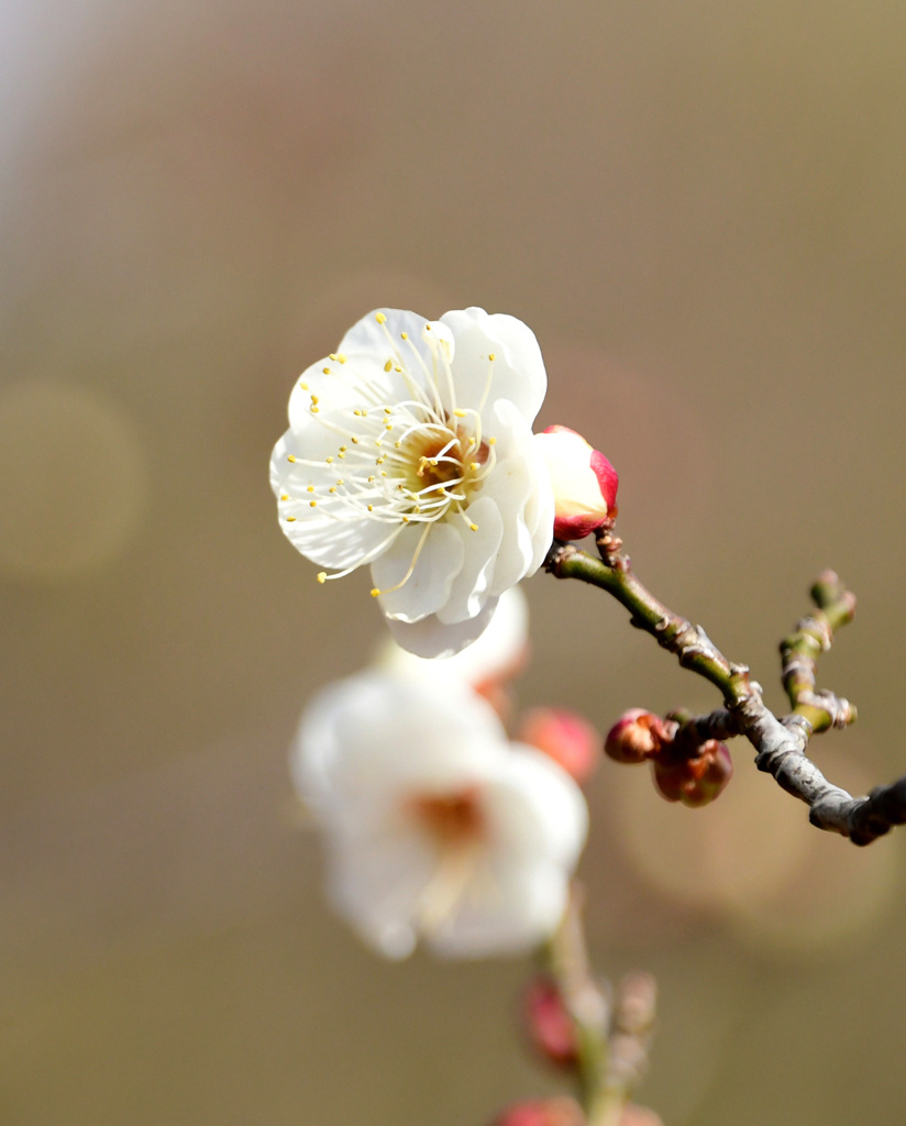八重野梅３
