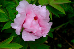 4月６日雨上がりピンク牡丹