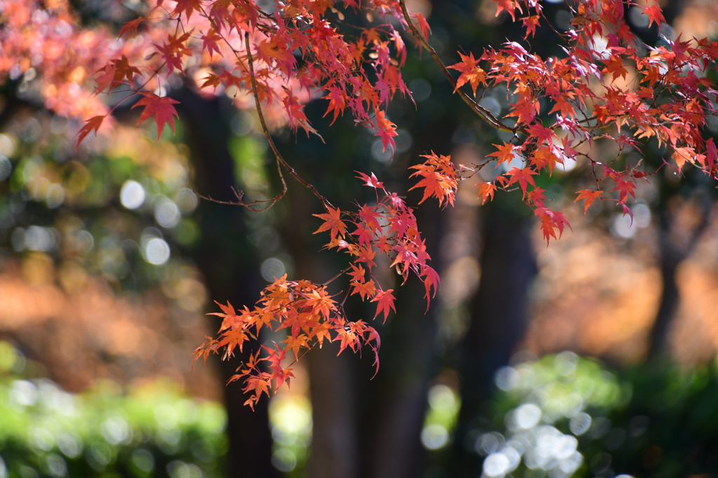 名残の紅葉
