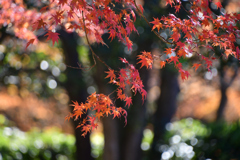 名残の紅葉